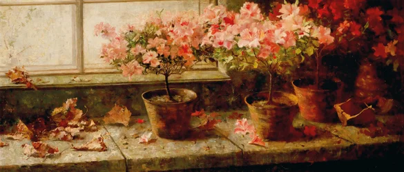 Flowering Azaleas by the Window